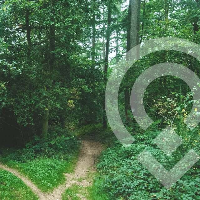 Camino coaching icon watermark over photograph of forest path
