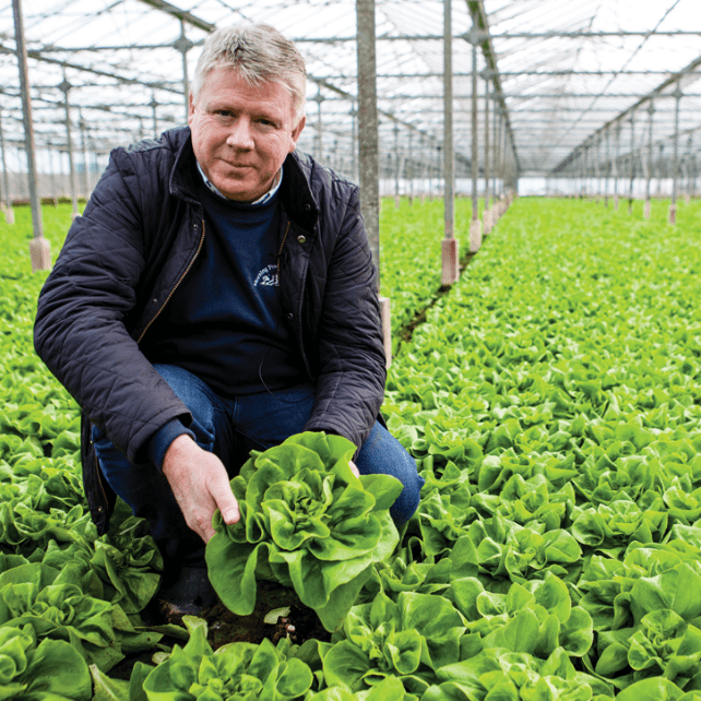 Gra grower holding lettuce in greenhouse