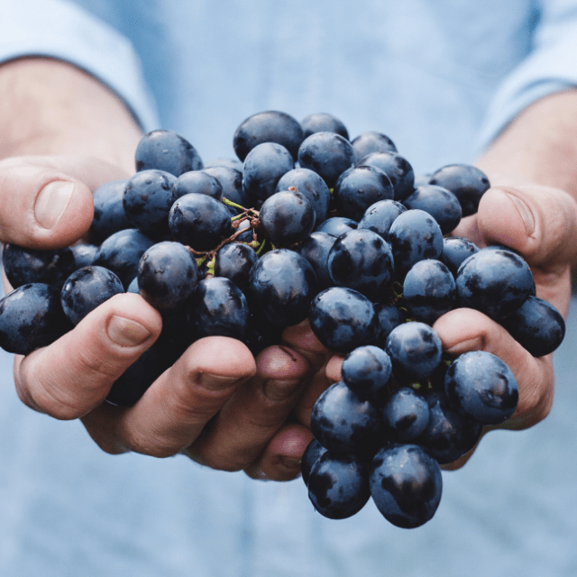 Image of hands holding blueberries