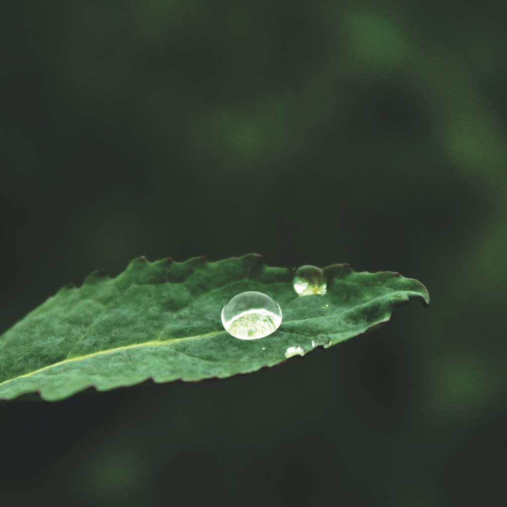 Photo of leaf holding water drop